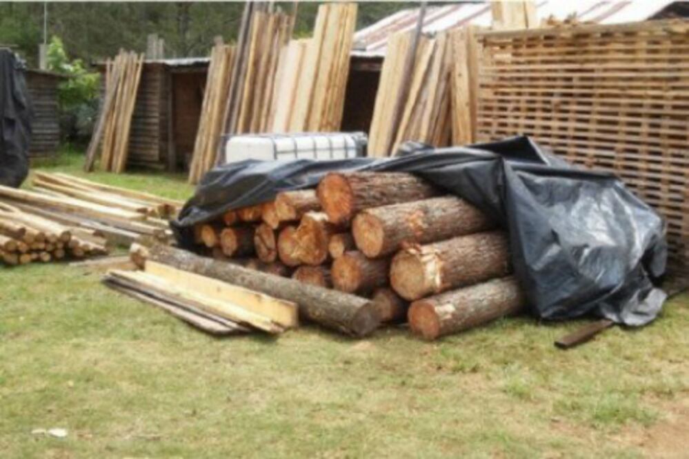 Decomisa la Profepa madera en Sierra