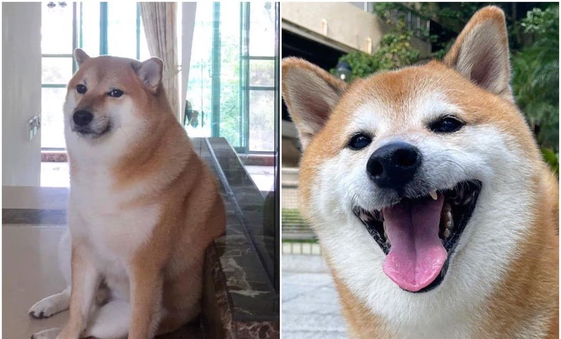 El canino fue diagnosticado con cáncer el pasado mes de julio