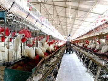 Vacunarían a 2 millones de aves