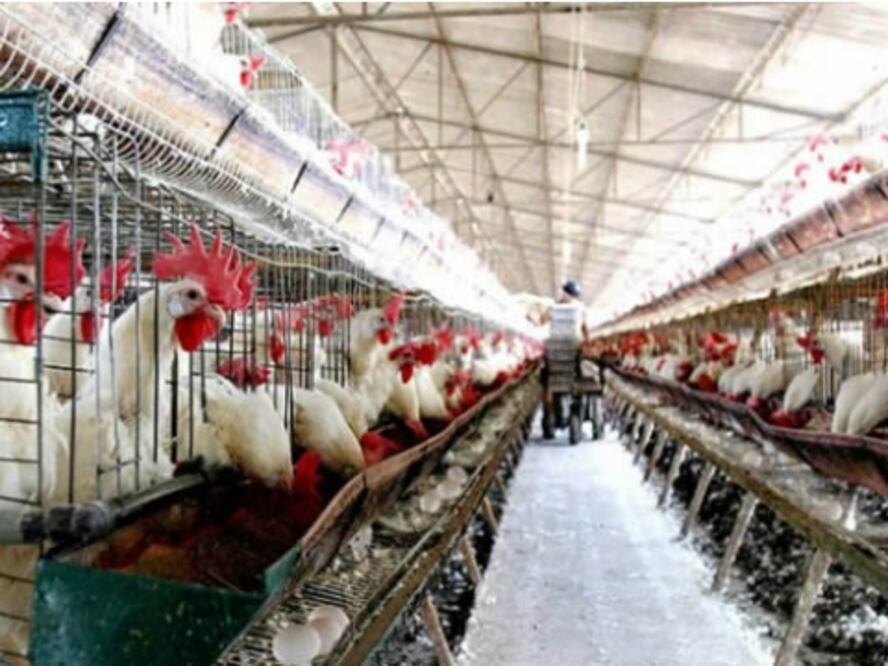 Vacunarían a 2 millones de aves