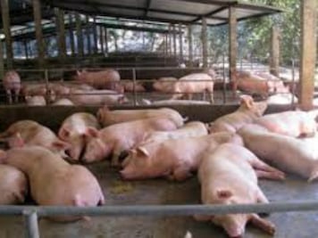 Porcicultores publicarán recetario