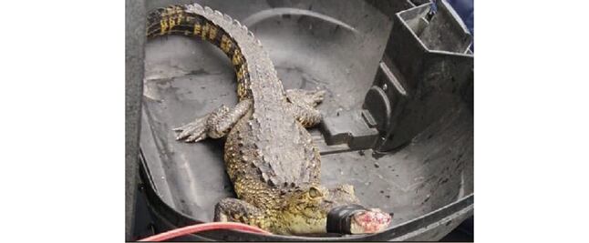 Rescatan cocodrilo de las calles de SJR