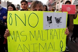 Plantean sanciones contra agresores de animales en el Cabildo Metropolitano de Querétaro