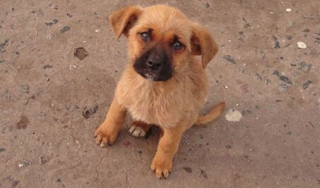Aprueban reglamento para proteger a mascotas en Tequisquiapan