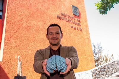 UNAM Juriquilla. Estudian la plasticidad cerebral 