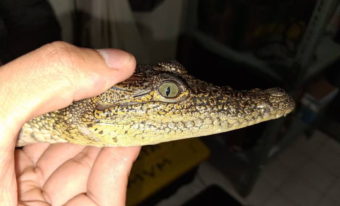 Inundaciones causan un éxodo de cocodrilos en cuatro estados; casi 100 ejemplares son reubicados