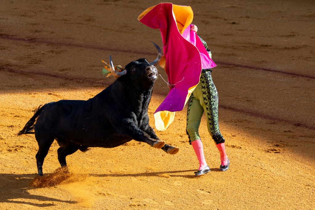 Ley de protección animal en Querétaro no incluye la tauromaquia