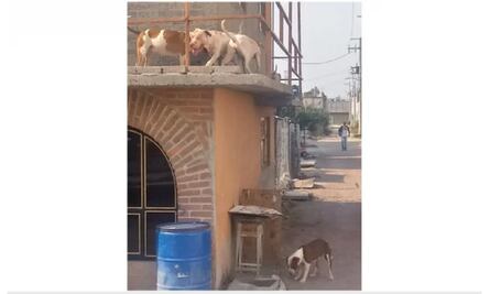 Madre e hija son atacadas en su domicilio por 6 pitbull y 2 dálmatas en Texcoco