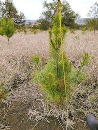 Plantarán un millón de árboles en Querétaro; reforestarán zonas del municipio de Amealco