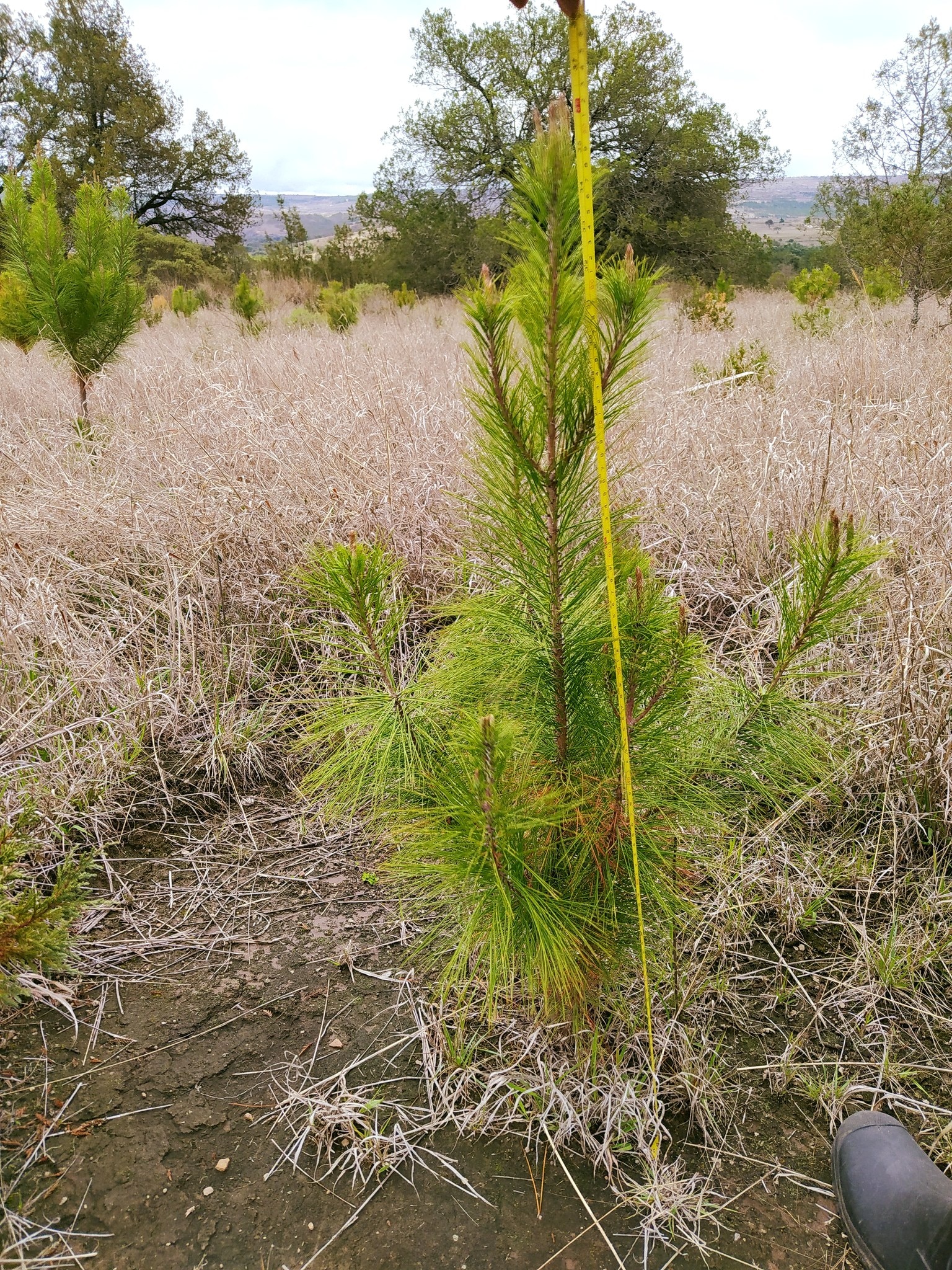 Plantarán un millón de árboles en Querétaro; reforestarán zonas del municipio de Amealco