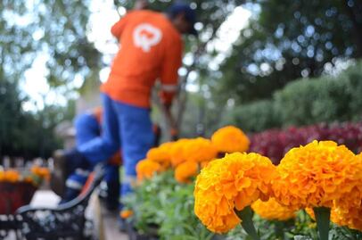 Listas, las flores de cempasúchil darán color a la ciudad