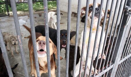 Ley de protección animal no es suficiente: PVEM