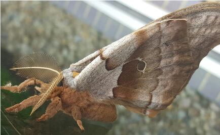 ¿Qué se sabe de las "tarántulas con alas" que causan terror en EU y México?