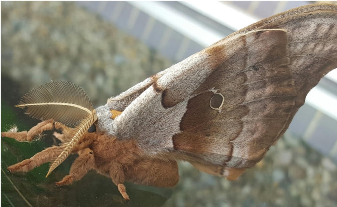 ¿Qué se sabe de las "tarántulas con alas" que causan terror en EU y México?