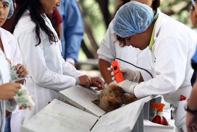 Fomentarán la cultura del bienestar de mascotas