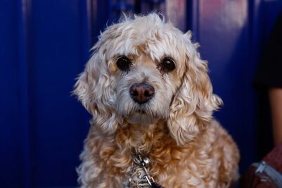 Las mascotas no son un regalo para Navidad, denuncian desde Querétaro