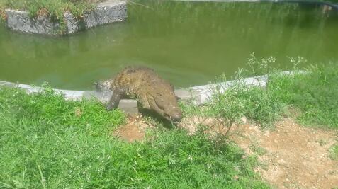 Video. Vuelven a denunciar al zoológico Wamerú por el presunto maltrato animal