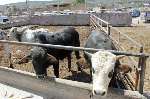Afecta sequía y abigeato a ganaderos