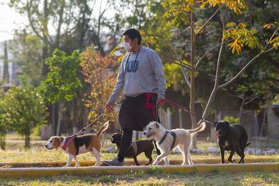 Se mantienen los paseos de perros