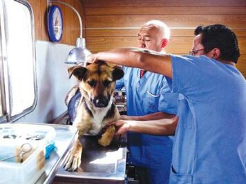 Animales en la vía pública 