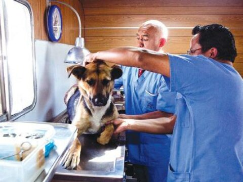 Animales en la vía pública