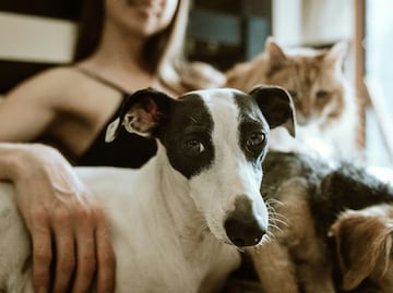 Conoce los remedios caseros para acabar con las pulgas en perros y gatos