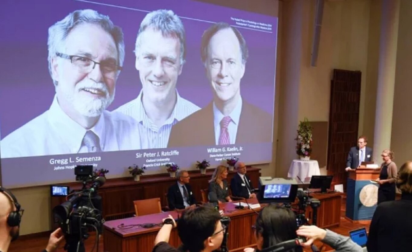 Estudio de las células y su necesidad de oxígeno gana el Nobel de medicina