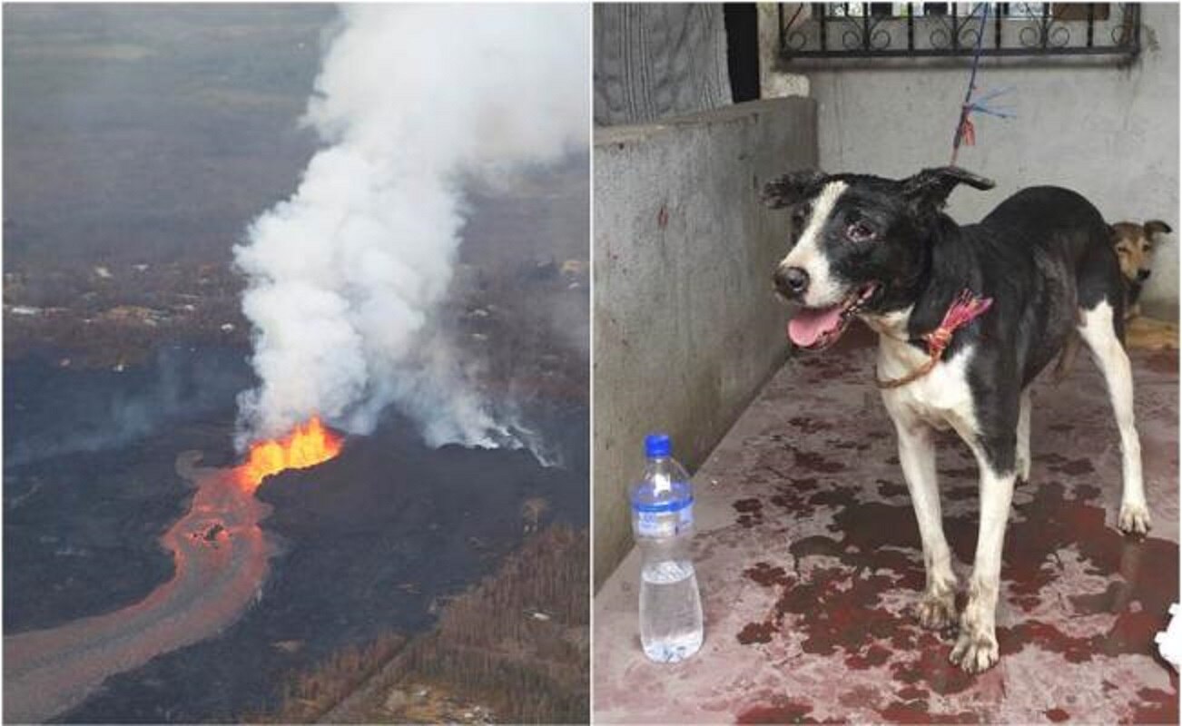 "Puede ser que este perro ya no tenga familia", dijo el bombero voluntario Sergio Vázquez. Fotos. Reuters y AP