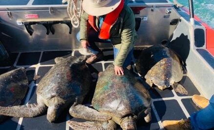 Liberan en Baja California a 4 tortugas marinas en peligro de extinción