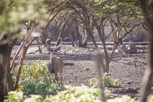 Preparan refugios animales