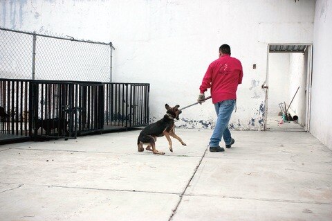 Dudan del correcto sacrificio canino