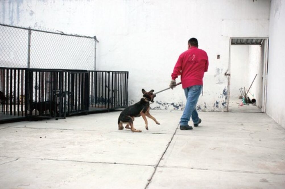 Dudan del correcto sacrificio canino