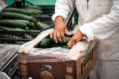 Sagarpa apoya a productores con 90 pesos por hectárea