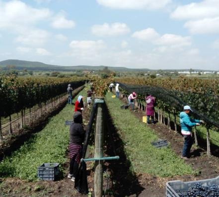 4 viñedos para conocer en Querétaro cerca de la Peña de Bernal