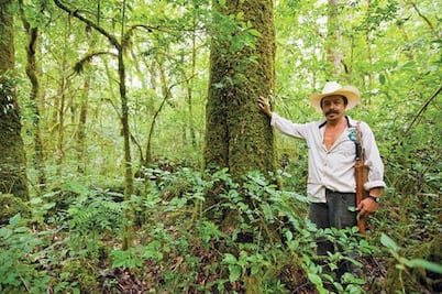La sierra productora y limpiadora de carbono