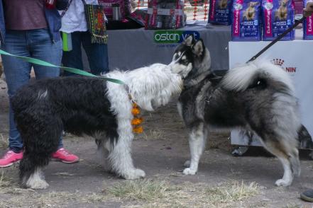 Kukur Tihar, ritual para bendecir a perros y gatos 