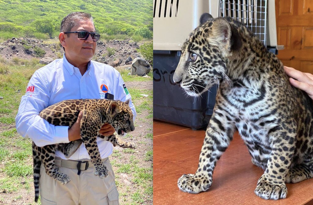 Rescatan un jaguarcito; andaba de paseo por las áreas verdes de un fraccionamiento