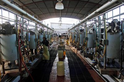 Lecheros piden apertura para exportar hacia EU