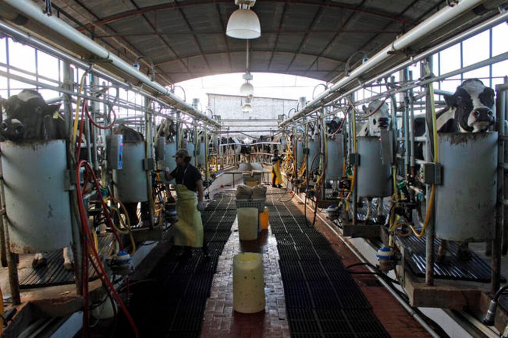 Productores lecheros afirman que el sector quedó fuera de la negociación del tratado de libre comercio que se firmó hace más de 23 años (ARCHIVO EL UNIVERSAL)