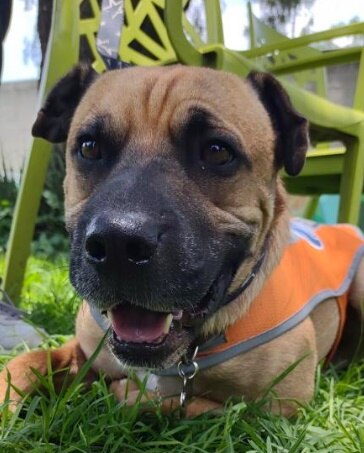 Elmar, el perro rescatado del Metro CDMX que ahora ayuda a niños con necesidades especiales