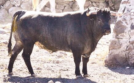 Listo encierro especial para corrida en Juriquilla