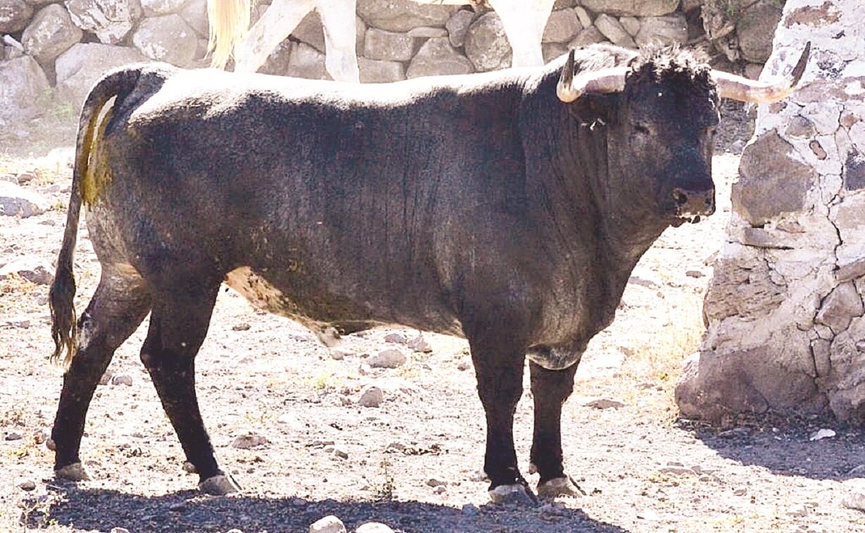 Listo encierro especial para corrida en Juriquilla