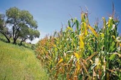 Garantizada siembra del próximo año 