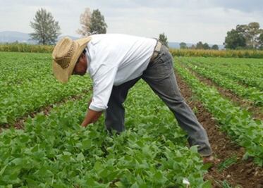 Banca  beneficiará a campesinos