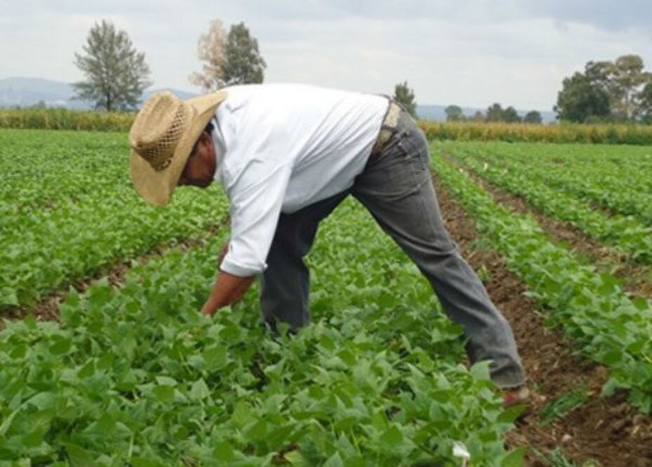 Banca beneficiará a campesinos
