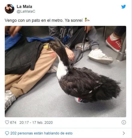La patita va al mercado… ¿en el Metro y con tenis?