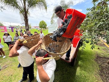  Se inauguró la onceava edición de vendimia vinícola en Tequisquiapan