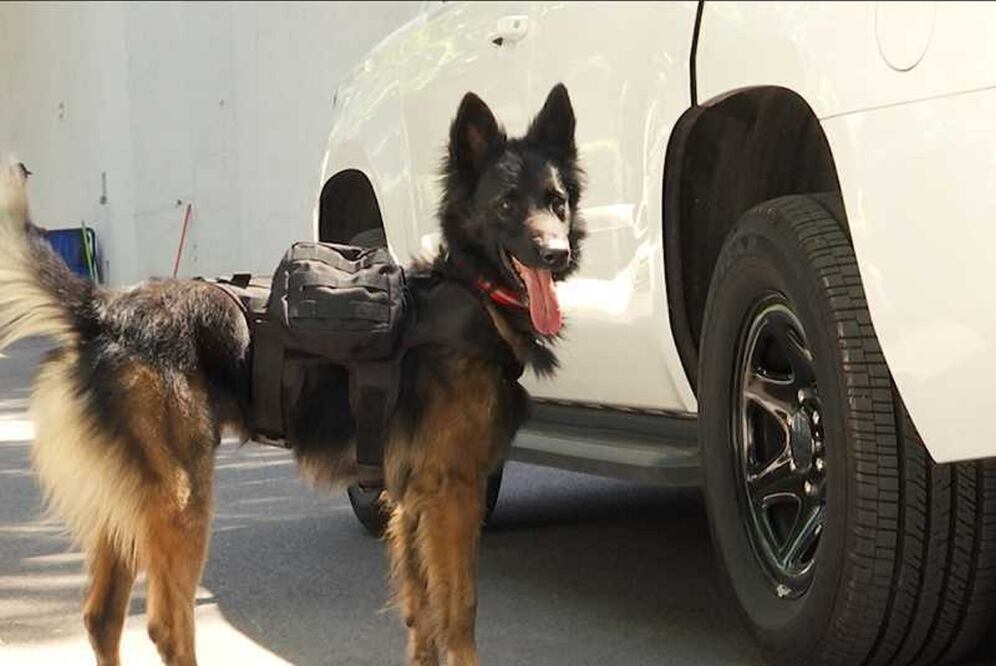 De los 35 perros donados por Estados Unidos, 26 fueron entrenados para la detección de narcóticos, debido a que es la mayor demanda de trabajo que tiene la Procuraduría General de la República (CORTESÍA AIC)