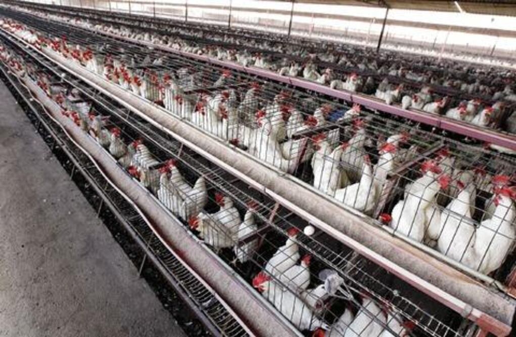 Destinan 175 mdp a granja avícola