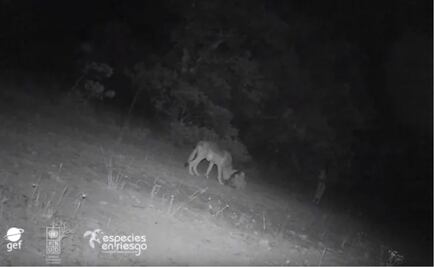 Captan a cachorros de lobo mexicano, especie catalogada extinta de forma silvestre